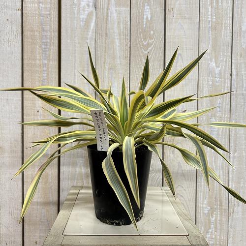 庭木苗　ユッカ グロリオサ ブライトスター 苗 4号ポット(個体おまかせ1鉢)　シンボルツリー 造園 樹木 おしゃれ 耐寒性 寒さに強い |  | 01