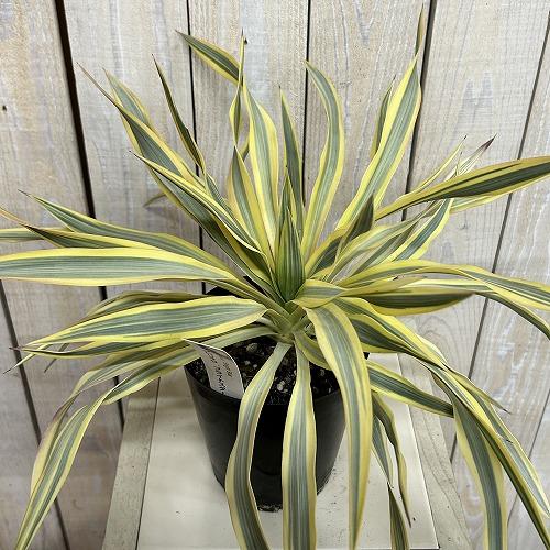 庭木苗　ユッカ グロリオサ ブライトスター 苗 4号ポット(個体おまかせ1鉢)　シンボルツリー 造園 樹木 おしゃれ 耐寒性 寒さに強い |  | 02