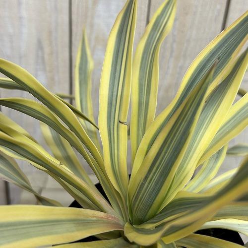 庭木苗　ユッカ グロリオサ ブライトスター 苗 4号ポット(個体おまかせ1鉢)　シンボルツリー 造園 樹木 おしゃれ 耐寒性 寒さに強い |  | 03