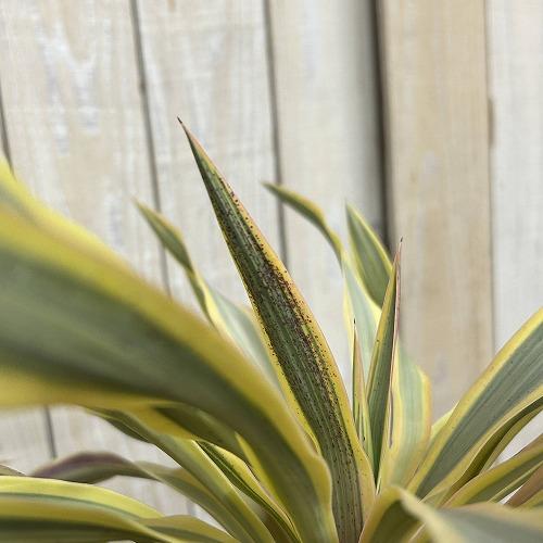 庭木苗　ユッカ グロリオサ ブライトスター 苗 4号ポット(個体おまかせ1鉢)　シンボルツリー 造園 樹木 おしゃれ 耐寒性 寒さに強い |  | 04