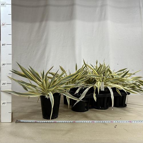 庭木苗　ユッカ グロリオサ ブライトスター 苗 4号ポット(個体おまかせ1鉢)　シンボルツリー 造園 樹木 おしゃれ 耐寒性 寒さに強い |  | 06