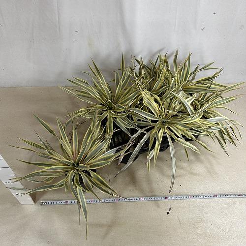 庭木苗　ユッカ グロリオサ ブライトスター 苗 4号ポット(個体おまかせ1鉢)　シンボルツリー 造園 樹木 おしゃれ 耐寒性 寒さに強い |  | 07