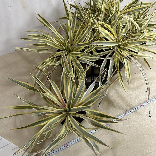 庭木苗　ユッカ グロリオサ ブライトスター 苗 4号ポット(個体おまかせ1鉢)　シンボルツリー 造園 樹木 おしゃれ 耐寒性 寒さに強い |  | 08