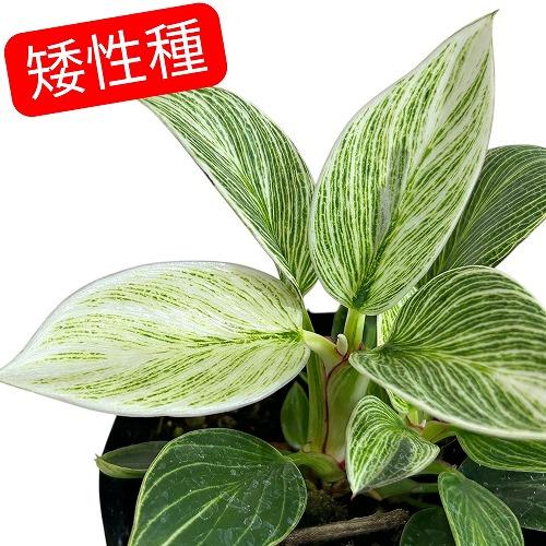 観葉植物　矮性フィロデンドロン バーキン コンパクタ 3.5号ポット(個体おまかせ1鉢)　インテリアグリーン 室内園芸 おしゃれ 可愛い かわいい | 