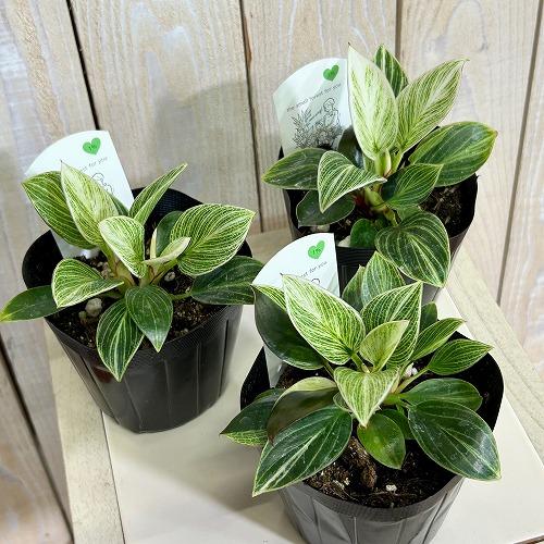 観葉植物　矮性フィロデンドロン バーキン コンパクタ 3.5号ポット(個体おまかせ1鉢)　インテリアグリーン 室内園芸 おしゃれ 可愛い かわいい |  | 02