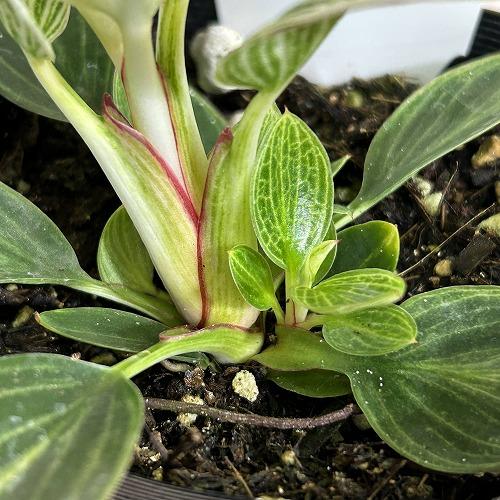 観葉植物　矮性フィロデンドロン バーキン コンパクタ 3.5号ポット(個体おまかせ1鉢)　インテリアグリーン 室内園芸 おしゃれ 可愛い かわいい |  | 03