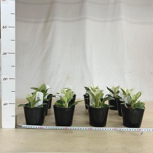 観葉植物　矮性フィロデンドロン バーキン コンパクタ 3.5号ポット(個体おまかせ1鉢)　インテリアグリーン 室内園芸 おしゃれ 可愛い かわいい |  | 06