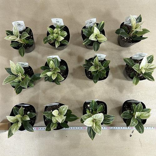 観葉植物　矮性フィロデンドロン バーキン コンパクタ 3.5号ポット(個体おまかせ1鉢)　インテリアグリーン 室内園芸 おしゃれ 可愛い かわいい |  | 07