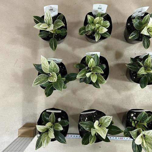 観葉植物　矮性フィロデンドロン バーキン コンパクタ 3.5号ポット(個体おまかせ1鉢)　インテリアグリーン 室内園芸 おしゃれ 可愛い かわいい |  | 08