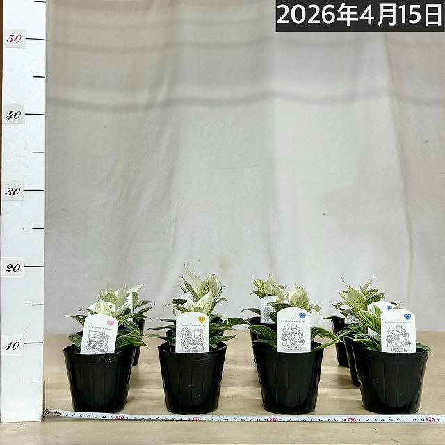 観葉植物　矮性フィロデンドロン バーキンコンパクタ 3.5号ポット(個体おまかせ1鉢)　インテリアグリーン 室内園芸 おしゃれ 可愛い かわいい 矮性種 |  | 06