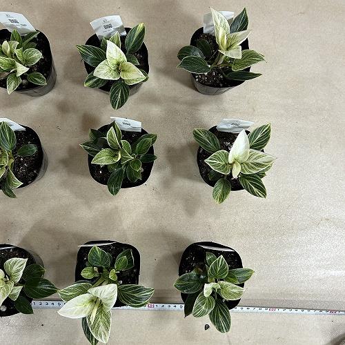 観葉植物　矮性フィロデンドロン バーキン コンパクタ 3.5号ポット(個体おまかせ1鉢)　インテリアグリーン 室内園芸 おしゃれ 可愛い かわいい |  | 09