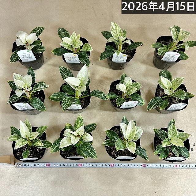 観葉植物　矮性フィロデンドロン バーキンコンパクタ 3.5号ポット(個体おまかせ1鉢)　インテリアグリーン 室内園芸 おしゃれ 可愛い かわいい 矮性種 |  | 07