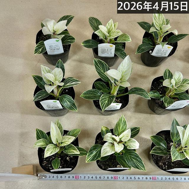 観葉植物　矮性フィロデンドロン バーキンコンパクタ 3.5号ポット(個体おまかせ1鉢)　インテリアグリーン 室内園芸 おしゃれ 可愛い かわいい 矮性種 |  | 08