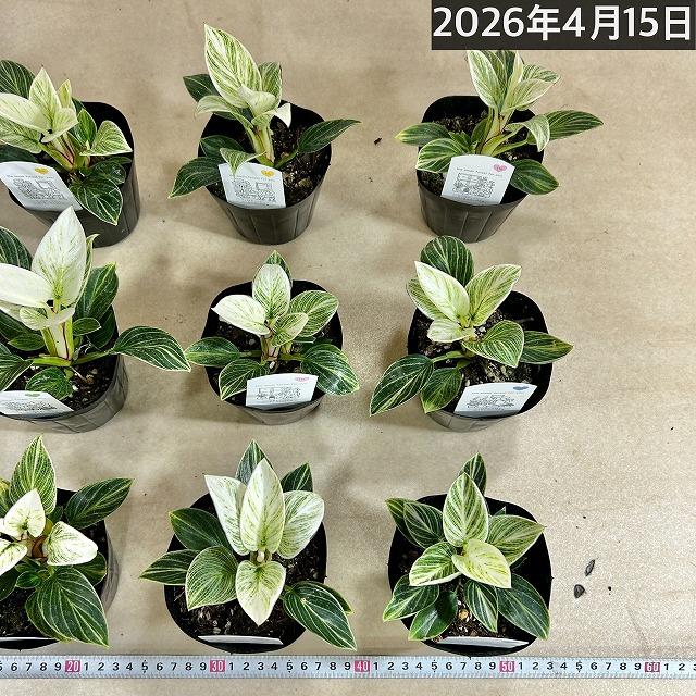 観葉植物　矮性フィロデンドロン バーキンコンパクタ 3.5号ポット(個体おまかせ1鉢)　インテリアグリーン 室内園芸 おしゃれ 可愛い かわいい 矮性種 |  | 09
