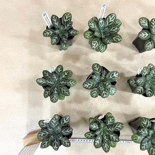 観葉植物 プリムリナ シノベトナミカ seeds 3号ロング角鉢(個体