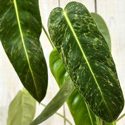 注目　斑入りフィロデンドロン エスメラルデンセ バリエガータ 3.5号硬質スリット鉢(個体おまかせ1鉢)　インテリアグリーン 室内園芸 おしゃれ 可愛い | 