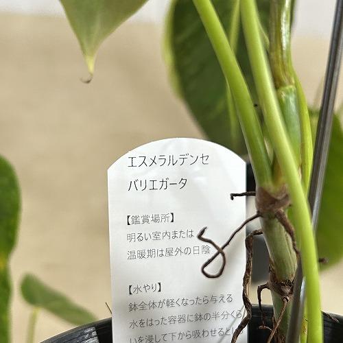 注目　斑入りフィロデンドロン エスメラルデンセ バリエガータ 3.5号硬質スリット鉢(個体おまかせ1鉢)　インテリアグリーン 室内園芸 おしゃれ 可愛い |  | 11