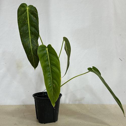 注目　斑入りフィロデンドロン エスメラルデンセ バリエガータ 3.5号硬質スリット鉢(個体おまかせ1鉢)　インテリアグリーン 室内園芸 おしゃれ 可愛い |  | 12