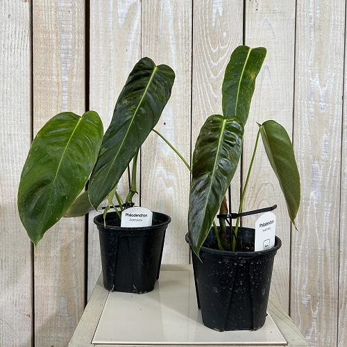 注目　斑入りフィロデンドロン エスメラルデンセ バリエガータ 3.5号硬質スリット鉢(個体おまかせ1鉢)　インテリアグリーン 室内園芸 おしゃれ 可愛い |  | 01