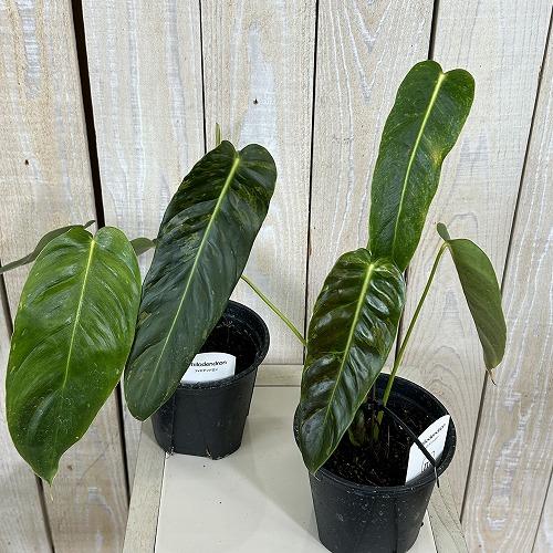 注目　斑入りフィロデンドロン エスメラルデンセ バリエガータ 3.5号硬質スリット鉢(個体おまかせ1鉢)　インテリアグリーン 室内園芸 おしゃれ 可愛い |  | 02