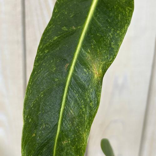 注目　斑入りフィロデンドロン エスメラルデンセ バリエガータ 3.5号硬質スリット鉢(個体おまかせ1鉢)　インテリアグリーン 室内園芸 おしゃれ 可愛い |  | 03