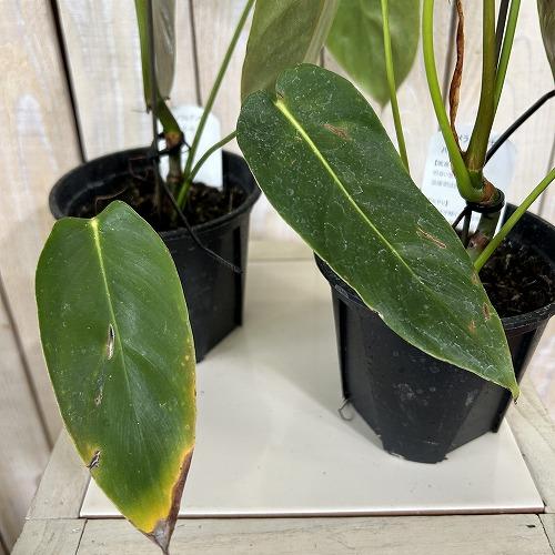 注目　斑入りフィロデンドロン エスメラルデンセ バリエガータ 3.5号硬質スリット鉢(個体おまかせ1鉢)　インテリアグリーン 室内園芸 おしゃれ 可愛い |  | 04