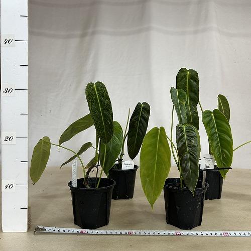 注目　斑入りフィロデンドロン エスメラルデンセ バリエガータ 3.5号硬質スリット鉢(個体おまかせ1鉢)　インテリアグリーン 室内園芸 おしゃれ 可愛い |  | 05