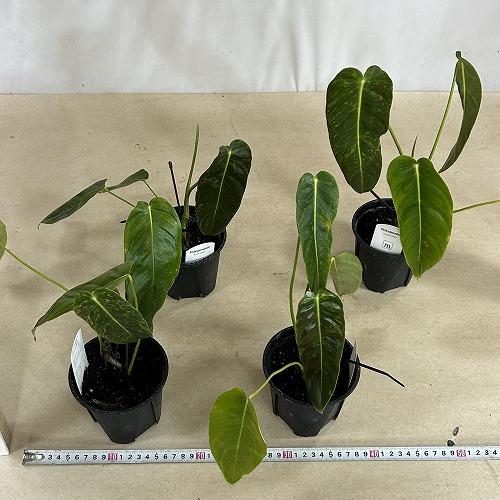 注目　斑入りフィロデンドロン エスメラルデンセ バリエガータ 3.5号硬質スリット鉢(個体おまかせ1鉢)　インテリアグリーン 室内園芸 おしゃれ 可愛い |  | 06