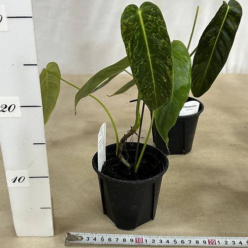 注目　斑入りフィロデンドロン エスメラルデンセ バリエガータ 3.5号硬質スリット鉢(個体おまかせ1鉢)　インテリアグリーン 室内園芸 おしゃれ 可愛い |  | 07