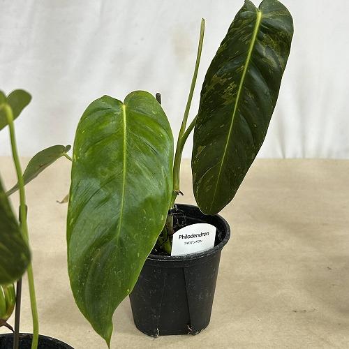 注目　斑入りフィロデンドロン エスメラルデンセ バリエガータ 3.5号硬質スリット鉢(個体おまかせ1鉢)　インテリアグリーン 室内園芸 おしゃれ 可愛い |  | 08