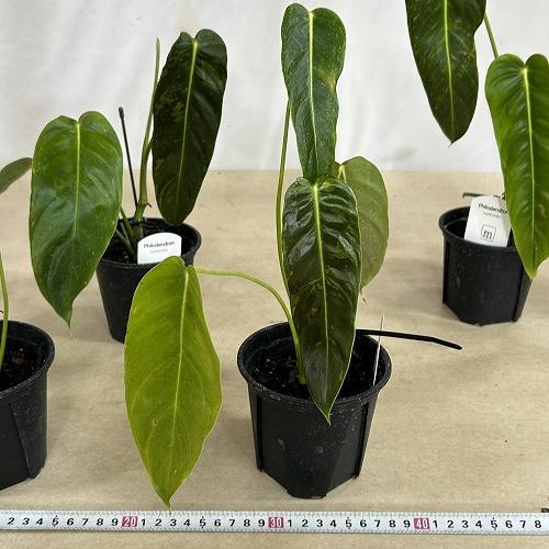 注目　斑入りフィロデンドロン エスメラルデンセ バリエガータ 3.5号硬質スリット鉢(個体おまかせ1鉢)　インテリアグリーン 室内園芸 おしゃれ 可愛い |  | 09