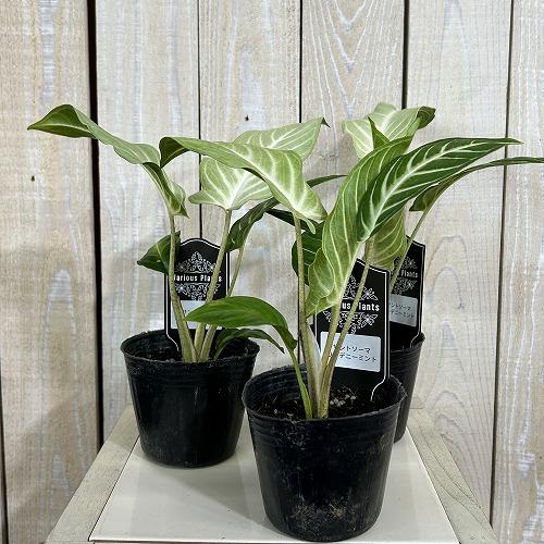 観葉植物　斑入りキサントソーマ リンデニーミント斑 3号ポット(個体おまかせ1鉢)　インテリアグリーン 室内園芸 おしゃれ 可愛い かわいい |  | 01