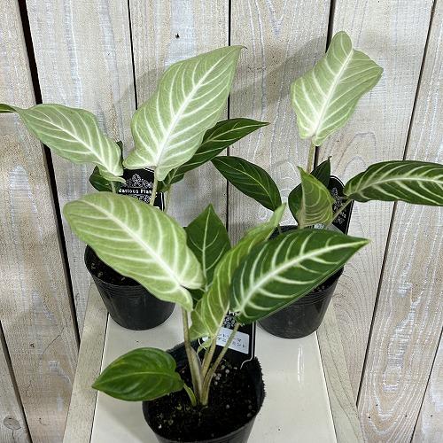 観葉植物　斑入りキサントソーマ リンデニーミント斑 3号ポット(個体おまかせ1鉢)　インテリアグリーン 室内園芸 おしゃれ 可愛い かわいい |  | 02