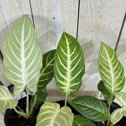 観葉植物　斑入りキサントソーマ リンデニーミント斑 3号ポット(個体おまかせ1鉢)　インテリアグリーン 室内園芸 おしゃれ 可愛い かわいい |  | 03