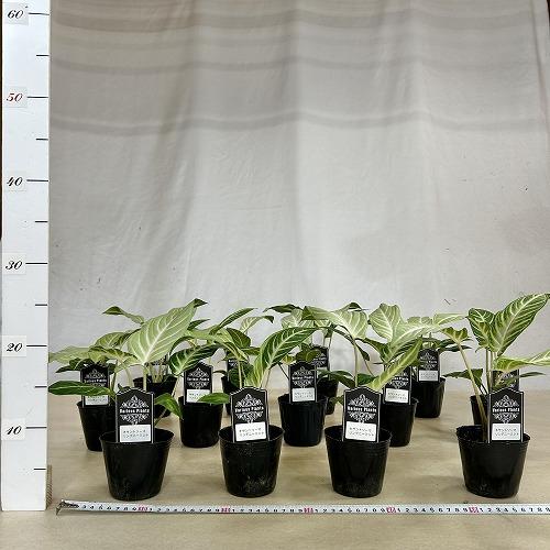 観葉植物　斑入りキサントソーマ リンデニーミント斑 3号ポット(個体おまかせ1鉢)　インテリアグリーン 室内園芸 おしゃれ 可愛い かわいい |  | 04