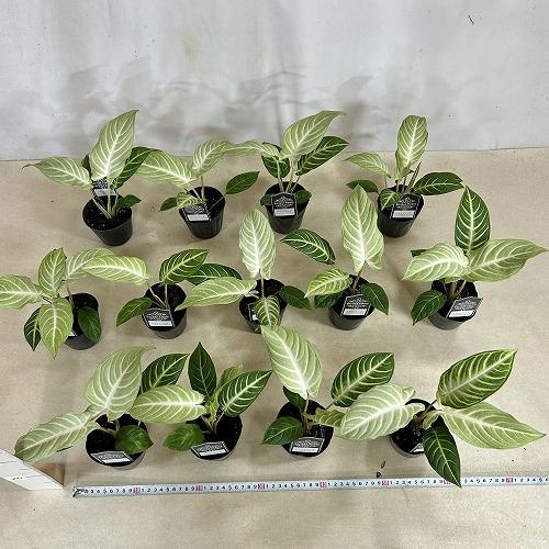 観葉植物　斑入りキサントソーマ リンデニーミント斑 3号ポット(個体おまかせ1鉢)　インテリアグリーン 室内園芸 おしゃれ 可愛い かわいい |  | 05