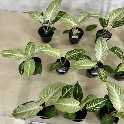 観葉植物　斑入りキサントソーマ リンデニーミント斑 3号ポット(個体おまかせ1鉢)　インテリアグリーン 室内園芸 おしゃれ 可愛い かわいい |  | 06