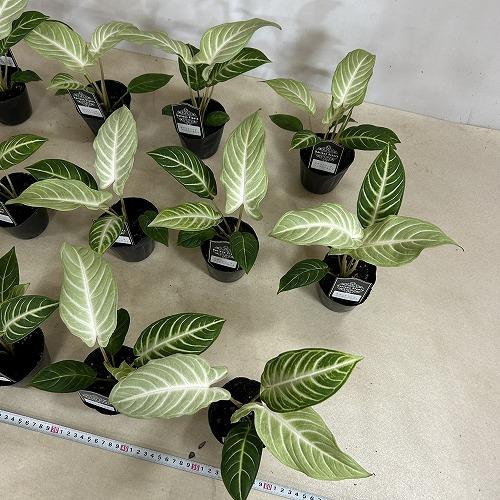 観葉植物　斑入りキサントソーマ リンデニーミント斑 3号ポット(個体おまかせ1鉢)　インテリアグリーン 室内園芸 おしゃれ 可愛い かわいい |  | 07