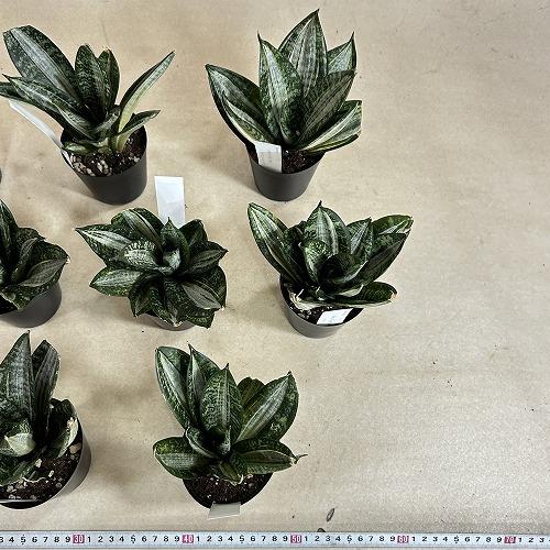 多肉植物　サンセベリア t. ハニー シルバーゼブラ 3号ポット(個体おまかせ1鉢)　インテリアグリーン 室内園芸 おしゃれ 可愛い かわいい |  | 10