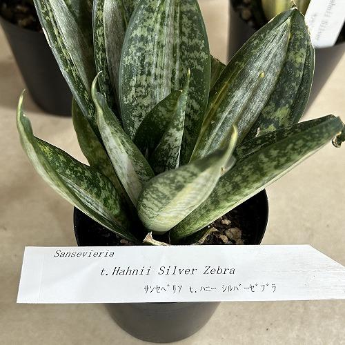 多肉植物　サンセベリア t. ハニー シルバーゼブラ 3号ポット(個体おまかせ1鉢)　インテリアグリーン 室内園芸 おしゃれ 可愛い かわいい |  | 11