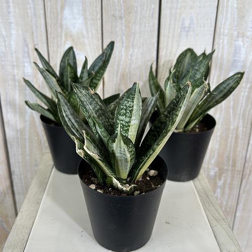 多肉植物　サンセベリア t. ハニー シルバーゼブラ 3号ポット(個体おまかせ1鉢)　インテリアグリーン 室内園芸 おしゃれ 可愛い かわいい |  | 01