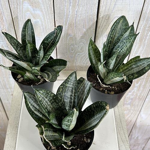 多肉植物　サンセベリア t. ハニー シルバーゼブラ 3号ポット(個体おまかせ1鉢)　インテリアグリーン 室内園芸 おしゃれ 可愛い かわいい |  | 02
