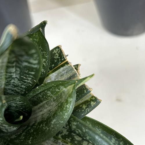 多肉植物　サンセベリア t. ハニー シルバーゼブラ 3号ポット(個体おまかせ1鉢)　インテリアグリーン 室内園芸 おしゃれ 可愛い かわいい |  | 03