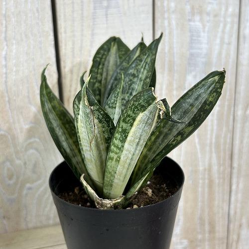 多肉植物　サンセベリア t. ハニー シルバーゼブラ 3号ポット(個体おまかせ1鉢)　インテリアグリーン 室内園芸 おしゃれ 可愛い かわいい |  | 04
