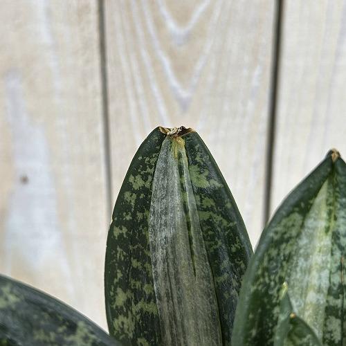 多肉植物　サンセベリア t. ハニー シルバーゼブラ 3号ポット(個体おまかせ1鉢)　インテリアグリーン 室内園芸 おしゃれ 可愛い かわいい |  | 06