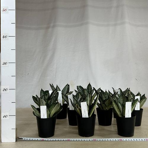 多肉植物　サンセベリア t. ハニー シルバーゼブラ 3号ポット(個体おまかせ1鉢)　インテリアグリーン 室内園芸 おしゃれ 可愛い かわいい |  | 07