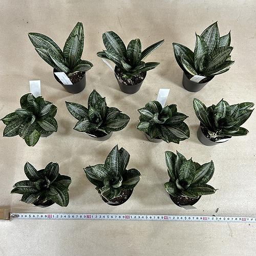 多肉植物　サンセベリア t. ハニー シルバーゼブラ 3号ポット(個体おまかせ1鉢)　インテリアグリーン 室内園芸 おしゃれ 可愛い かわいい |  | 08