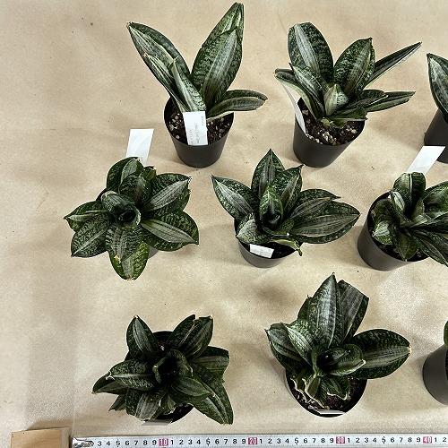 多肉植物　サンセベリア t. ハニー シルバーゼブラ 3号ポット(個体おまかせ1鉢)　インテリアグリーン 室内園芸 おしゃれ 可愛い かわいい |  | 09