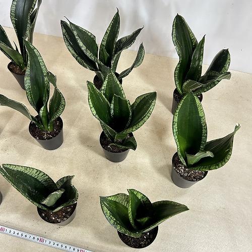 多肉植物　サンセベリア ローレンチー ブラックタイガー 3号ポット(個体おまかせ1鉢)　インテリアグリーン 室内園芸 おしゃれ 可愛い かわいい |  | 10