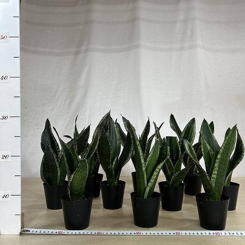 多肉植物　サンセベリア ローレンチー ブラックタイガー 3号ポット(個体おまかせ1鉢)　インテリアグリーン 室内園芸 おしゃれ 可愛い かわいい |  | 07